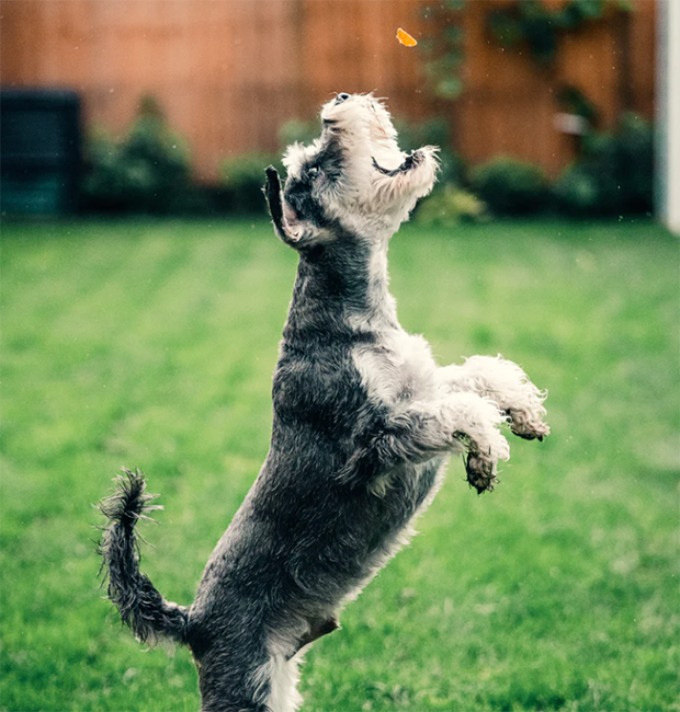 Fetch